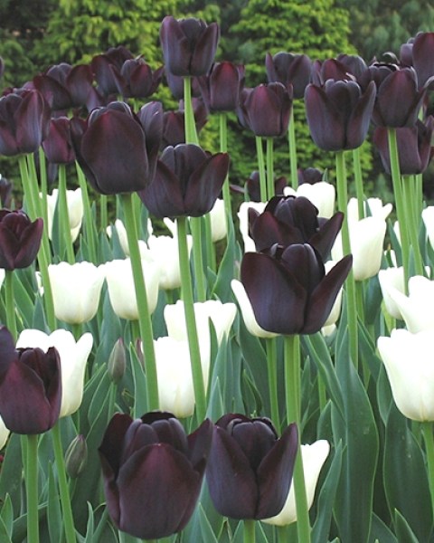 Daylight to Dusk.jpg